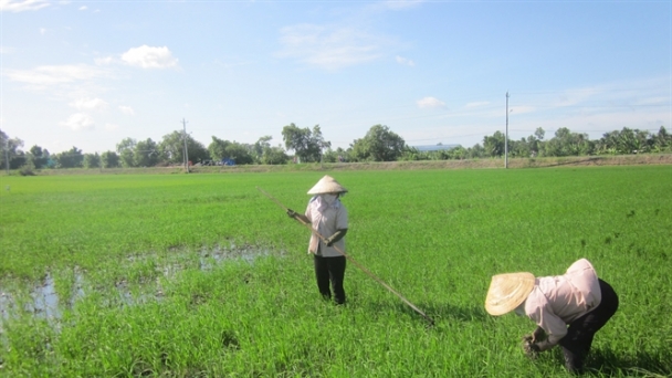 Hàng ngàn ha lúa nhiễm bệnh