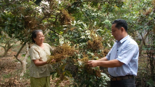 Khống chế được chổi rồng, nhãn sẽ rất tiềm năng
