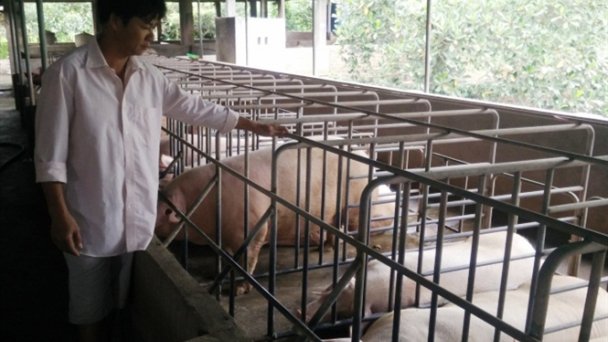 Bắt lô heo chứa chất cấm vượt 3.530 lần