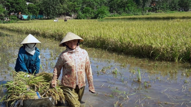 Hối hả thu hoạch lúa hè thu