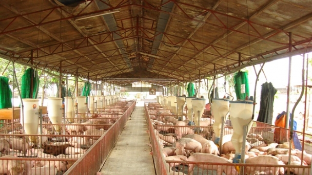 Giá thịt lợn ở Trung Quốc tiếp tục giảm?