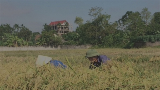 Thanh Hóa thu hoạch lúa hè thu tránh bão