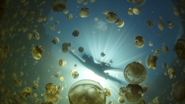 Bí ẩn hồ sứa ở Palau có hàng triệu con sứa sinh sống