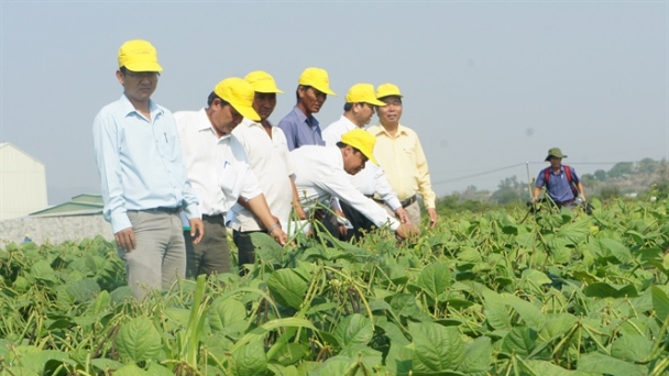 Ninh Thuận: Ngừng sạ 6.438ha lúa hè thu