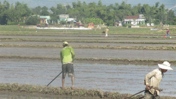 Bình Định: 7.600ha lúa hè thu có nguy cơ thiếu nước