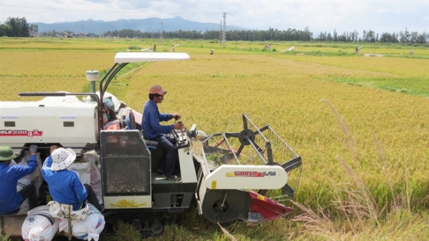 Quảng Bình: Năng suất lúa hè thu đạt 49,5 tạ/ha