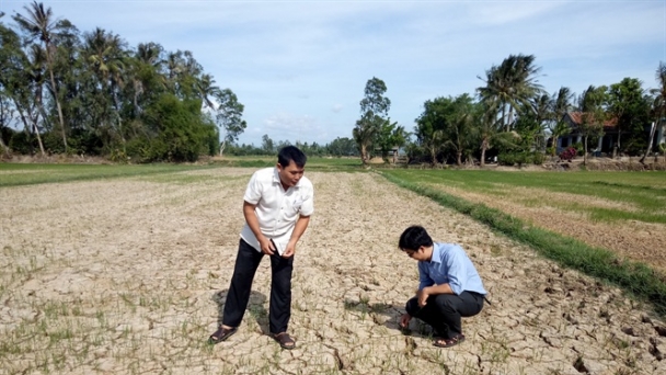 Phú Yên: Trên ngàn héc ta lúa khô héo