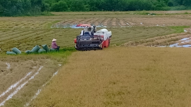 Lúa hè thu ở Nam Trung bộ năng suất thấp, giá giảm