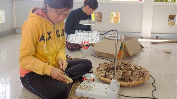 Nghề 'xoi trầm'