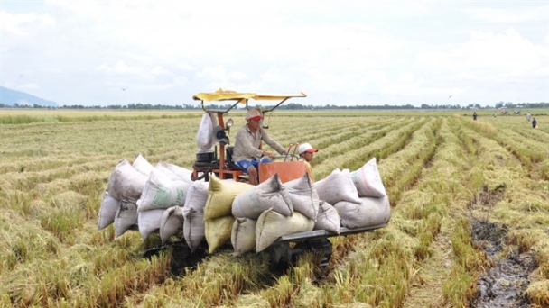 Thu hoạch lúa hè thu đang gặp bất lợi