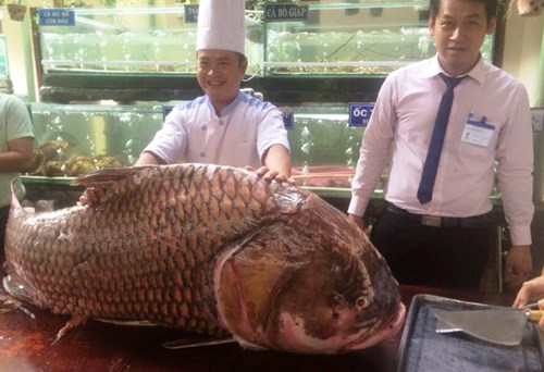 Ngư dân An Giang bắt được cá hô 'khủng', bán gần nửa tỷ đồng