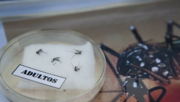 Phát hiện ca lây nhiễm virus Zika đầu tiên qua đường tình dục