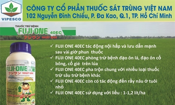 Bệnh đạo ôn trên lúa hè thu