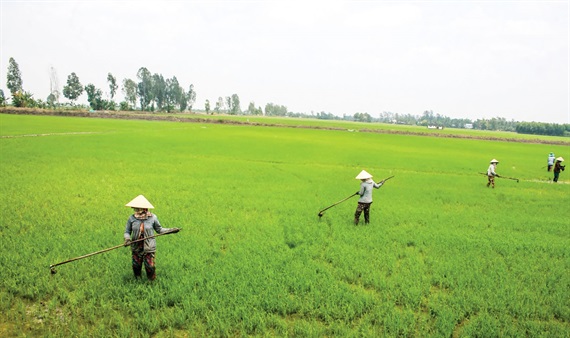 Quảng Trị: Tập trung chăm sóc lúa hè thu ngay từ đầu vụ