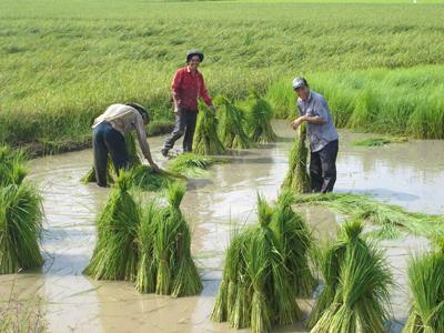 Bón phân hợp lý cho lúa hè thu và thu đông ở ĐBSCL (2)