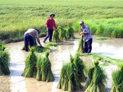 Trà Vinh: Đẩy nhanh tiến độ xuống giống vụ lúa hè thu