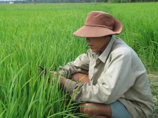 Trà Vinh: Rầy nâu bột phát trở lại đe doạ lúa hè thu