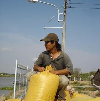 Lúa hè thu sẽ tiêu thụ ra sao?