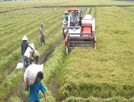 ĐBSCL: Lúa hè thu lãi chỉ 4 - 7 triệu đồng/héc ta