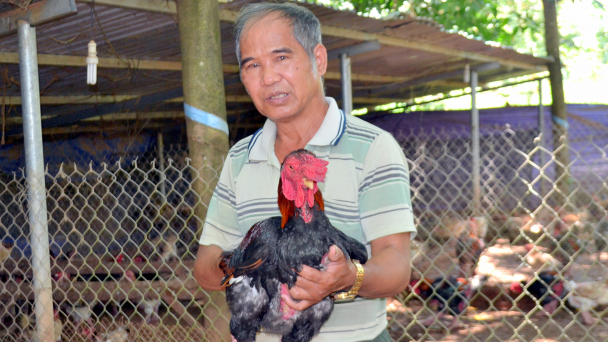 Gà tiến vua trên đất Bình Phước