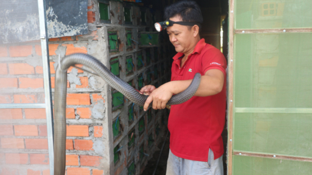 Rắn hổ mang dễ nuôi, tiêu thụ tốt