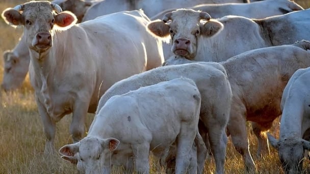 Tranh cãi tại Pháp việc giảm đàn bò nuôi có giảm khí thải CO2
