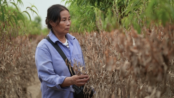 Proposing banks to help cherry blossom and kumquat growers restore production