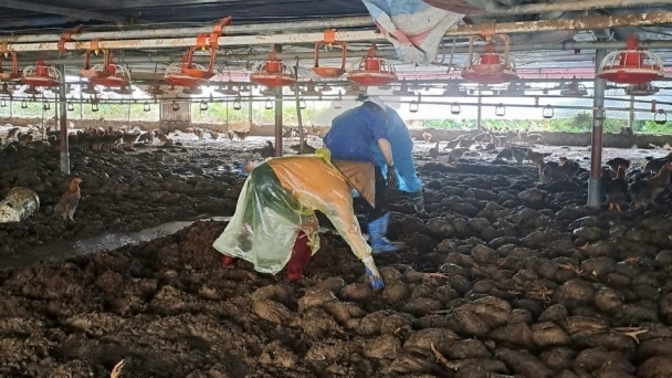 Livestock production in shambles after Typhoon Yagi: Helplessly watching flocks of chickens drown