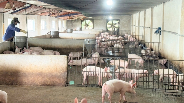 African swine fever is irritatingly persistent