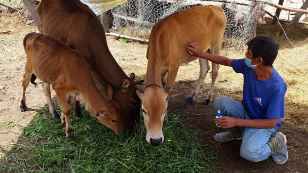 Veterinary officers with a heavy heart: The job of 'confiding and conversing’ with livestock