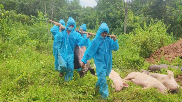 Containing African swine fever in mountainous areas