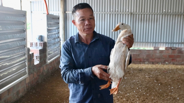 Livestock production in shambles after Typhoon Yagi: 'A lifetime of savings turns to nothing'