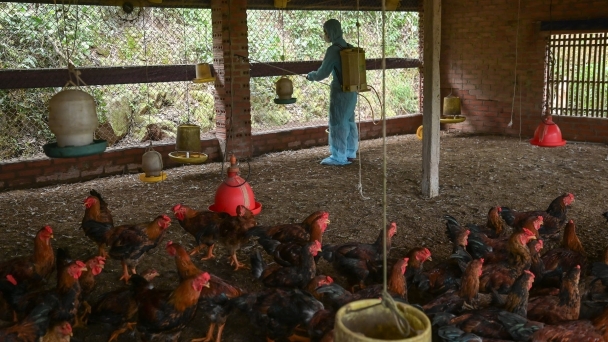 Livestock production in shambles after Typhoon Yagi: Securing barn environment and hygiene before restocking