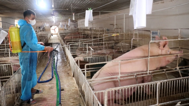 Livestock production in shambles after Typhoon Yagi: Cleaning the barns as the floodwater recedes