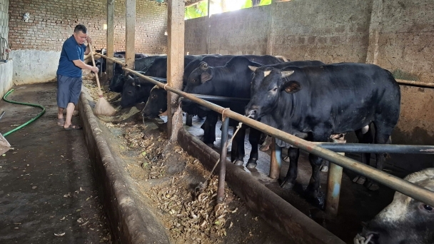 Livestock production in shambles after Typhoon Yagi: Do not restock hastily without ensuring disease safety