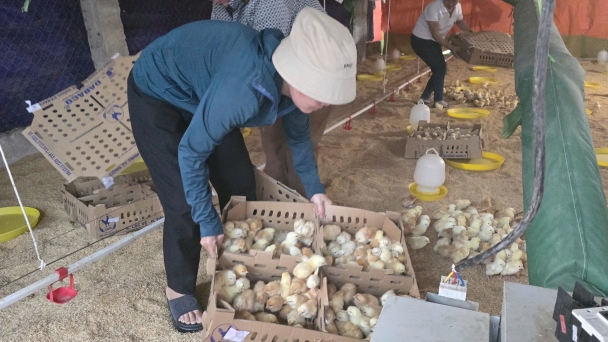 Livestock production in shambles after Typhoon Yagi: No disease outbreaks allowed when recovering production