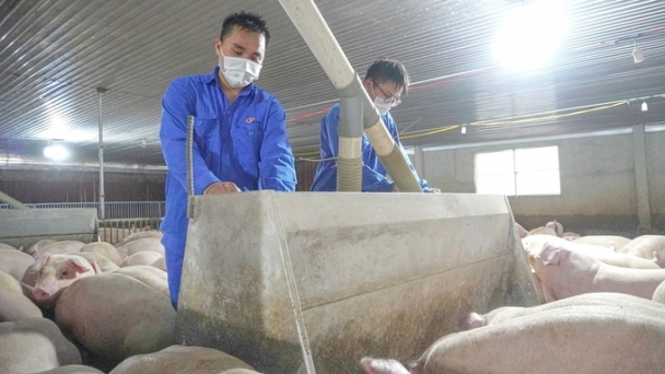 The ‘charm’ of raising pigs and earning a fortune with Japfa