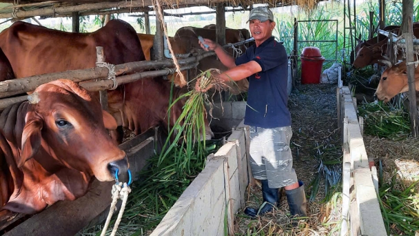 Binh Thuan implements low-emissions livestock models