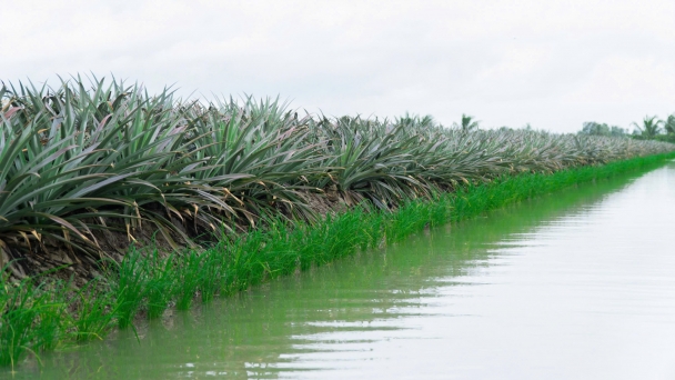 The unique model intercropping rice and pineapple