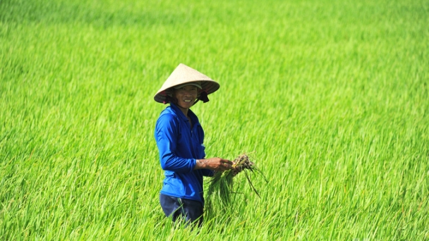 Rice production in the organic and ecological direction remains an inevitable trend