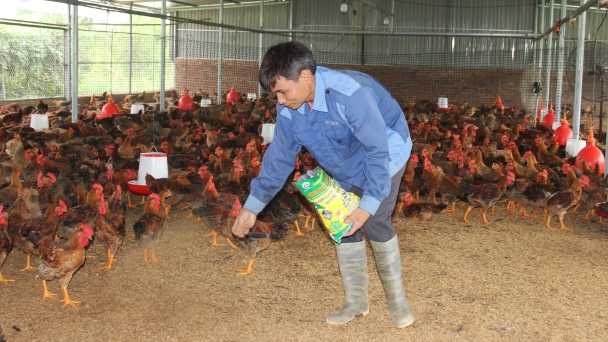 Double profits from bio-safe chicken farming