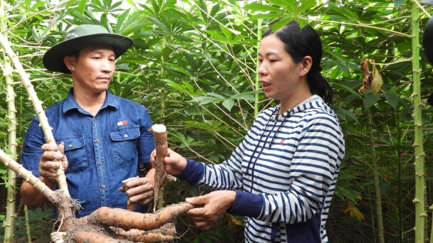 Restoring good soil to cultivate cassava sustainably