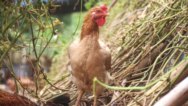 Disease-free chicken batch with delicious meat ready for the Tet market