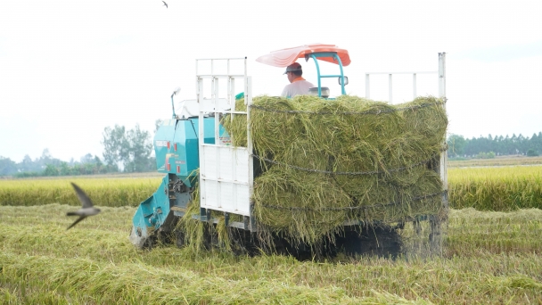 Five countries in cooperation to increase low-emissions rice production capability