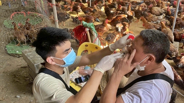 The rate of positive samples for influenza A virus is high in poultry markets