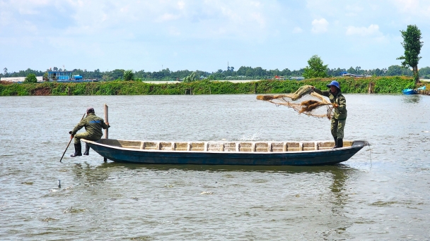 260 ha of pangasius farming area damaged by disease