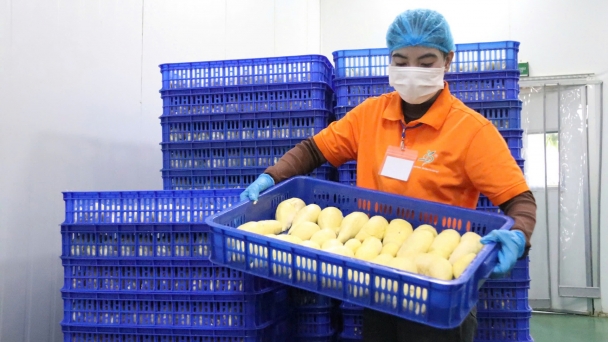 Preservation technology brings Vietnamese fruits deep into China