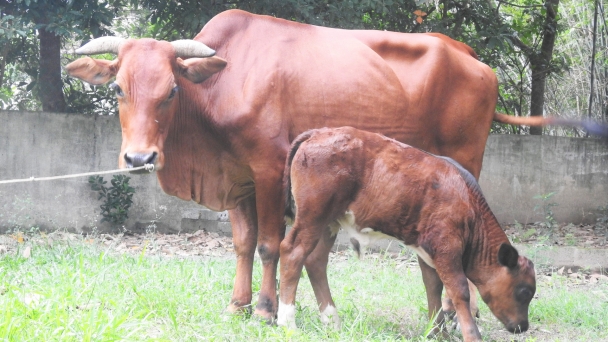 Ha Tinh requests to speed up vaccination progress for livestock