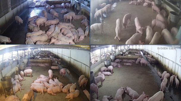 Isolating pig herds to prevent and control African swine fever