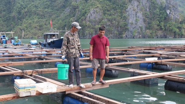 Reviving Quang Ninh's marine farming industry: Faith in the sea